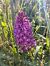 Anacamptis pyramidalis (Orchis pyramidal) © Claire Fremeaux
