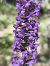 Gymnadenia conopsea - Richard Fay