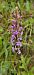 Gymnadenia conopsea (Orchis moucheron) © Michel Robin
