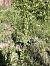 Epipactis helleborine subsp. tremolsii  - Richard Fay