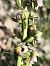 Epipactis helleborine subsp. tremolsii  - Richard Fay