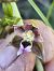 Epipactis helleborine subsp. tremolsii  - Richard Fay