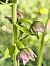 Epipactis helleborine subsp. tremolsii  - Richard Fay