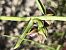 Epipactis helleborine subsp. tremolsii (Épipactis de Tremols) © Richard Fay