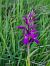 Dactylorhiza parvimajalis  - Laurent Bignon