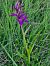 Dactylorhiza parvimajalis  - Laurent Bignon