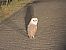 Barbagianni (Tyto alba) © Emanuele Crepet