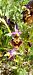 Ophrys fuciflora (Ophrys frelon) © Gerard Chassan