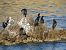 Cormorán Moñudo (Gulosus aristotelis) © Joan Pessarrodona