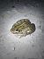 Edible or Pool Frog  - Salvo Restivo