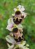 Ophrys scolopax (Ophrys bécasse) © Michel Jegou