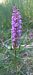 Gymnadenia odoratissima (Orchis très odorant) © Gerard Chassan