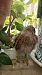 Belatz gorria (Falco tinnunculus) © Azaitz Unanue