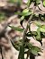Epipactis helleborine subsp. tremolsii  - Richard Fay