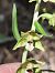 Epipactis helleborine subsp. tremolsii (Épipactis de Tremols) © Richard Fay