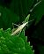 Oecanthus dulcisonans © Jesus Aparicio Fernández