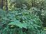 Fallopia japonica  - Filippo Vanone (FVG)