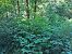 Fallopia japonica  - Filippo Vanone (FVG)