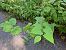 Fallopia japonica © Filippo Vanone (FVG)