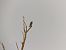 Eleonora's Falcon (Falco eleonorae) © Joan Cortés