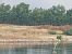 Airone guardabuoi (Ardea ibis) © Petra Hensel