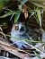 Gufo comune (Asio otus) © Fabio Lovisetto