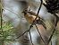 Cincia dal ciuffo (Lophophanes cristatus) © Florinda Testa
