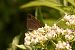 Satyrium w-album © Alberto Manganaro