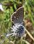 Polyommatus icarius # * © Fabio Lovisetto