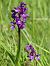 Anacamptis morio (Orchis bouffon) © Anaïs Papet