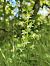 Platanthera chlorantha  - Richard Fay