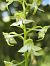 Platanthera chlorantha (Platanthère verdâtre) © Richard Fay