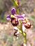 Ophrys fuciflora subsp. souchei  - Emmanuel Cosson