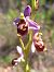 Ophrys fuciflora subsp. souchei (Ophrys de Souche) © Emmanuel Cosson