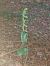 Epipactis distans  - Bernard Sonnerat