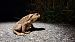 Rospo comune (Bufo bufo) © Renato Cottalasso
