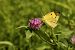 Colias crocea © Paola Bressan