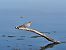 Tudó (Columba palumbus) © Joan Ventura
