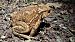 Rospo comune (Bufo bufo) © Renato Cottalasso