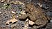 Rospo comune (Bufo bufo) © Renato Cottalasso