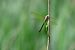 Anax parthenope  - Enrico Franchin