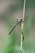 Anax parthenope © Enrico Franchin