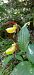 Cypripedium calceolus  - Bruno Veillet