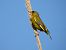 Verdum (Chloris chloris) © Joan Pessarrodona