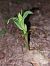 Epipactis fibri (Épipactis du castor) © Bernard Sonnerat