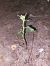 Epipactis fibri  - Bernard Sonnerat