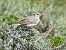 Calandro (Anthus campestris) © Cosimo Gabbani