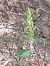 Epipactis fibri (Épipactis du castor) © Bernard Sonnerat