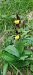 Cypripedium calceolus  - Pierre Defontaines