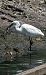 Martinet blanc (Egretta garzetta) © Jose Molis